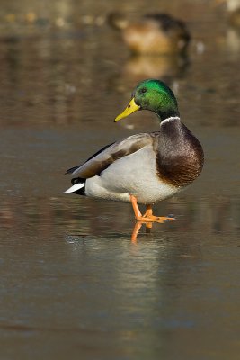 mallard 110209_MG_8602