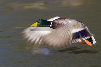 mallard 110209_MG_8827