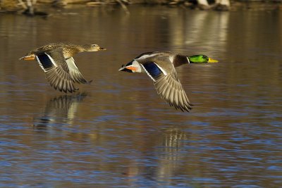 mallards 110409_MG_9117