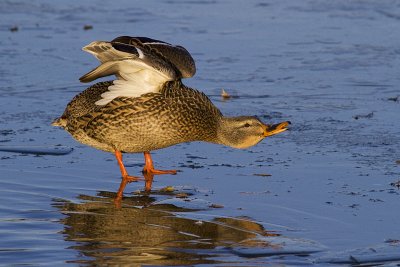 mallard 110409_MG_9309