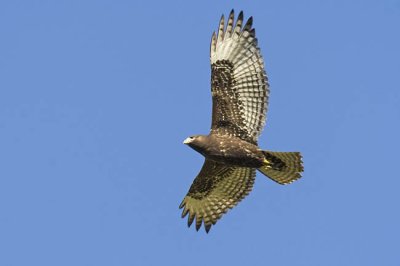 red-tailed hawk 092306_MG_0989