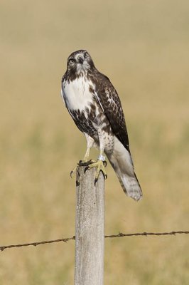 red-tailed hawk 093006IMG_1254