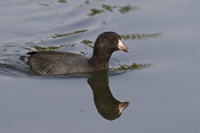 american coot 090606_MG_0135