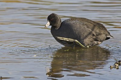 american coot 100306_MG_1018