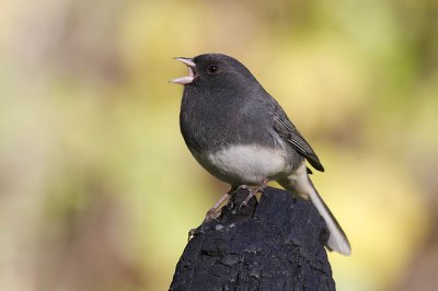 dark-eyed junco 100406_MG_1351