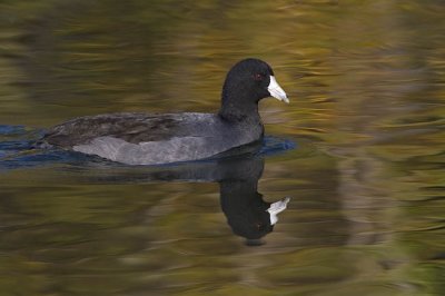 american coot 100506_MG_0165