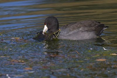 american coot 100506_MG_0174