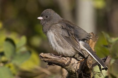 dark-eyed junco 100506_MG_0215