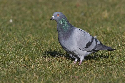 rock pigeon 100506_MG_0090