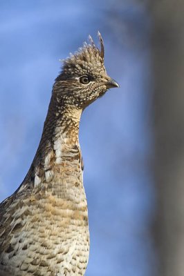 ruffed grouse 100706_MG_0022