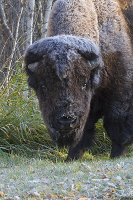 bison 100806_MG_0209