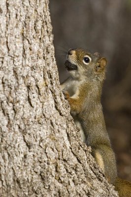 red squirrel 100906_MG_0482