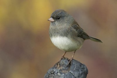 dark-eyed junco 101106_MG_0047
