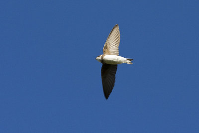 bank swallow 053108IMG_0753