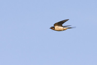 barn swallow 053108IMG_0745