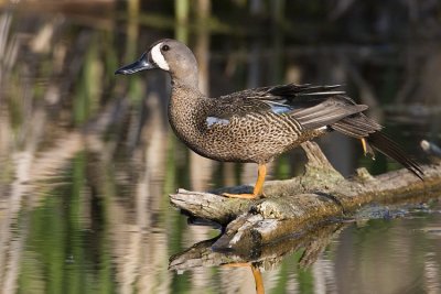 blue-winged teal 060308IMG_0232