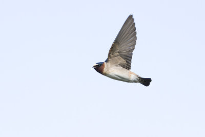 cliff swallow 053108IMG_0611