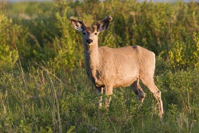 mule deer 053108IMG_0894