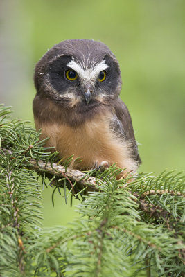 northern saw-whet owl 060108IMG_0402
