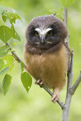 northern saw-whet owl 060108IMG_0489