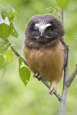northern saw-whet owl 060108IMG_0508