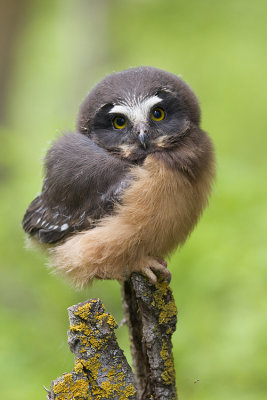 northern saw-whet owl 060108IMG_0535