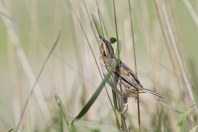 nelson's sharp-tailed sparrow 060108IMG_0218