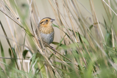 nelson's sharp-tailed sparrow 060108IMG_0239