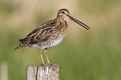 wilson's snipe 060108IMG_0088