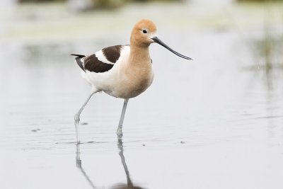 american avocet 060708IMG_0426