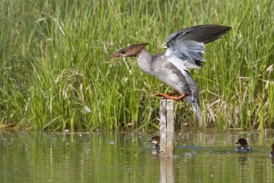 common merganser 061708IMG_0084