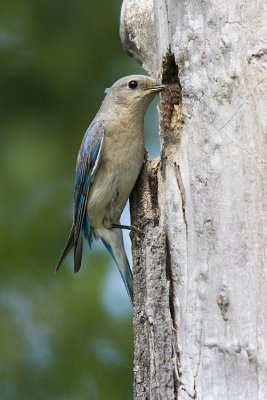 mountain bluebird 061608IMG_0193