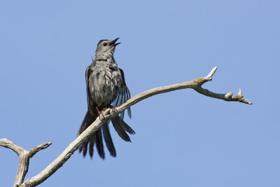 gray catbird 062108IMG_0689