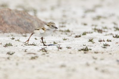 piping plover 062108IMG_1086