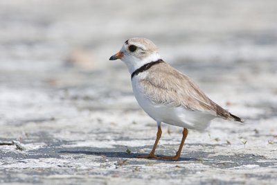 piping plover 062108IMG_1321