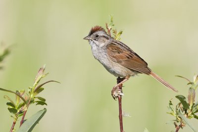 swamp sparrow 062108IMG_0533