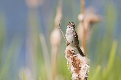 swamp sparrow 062108IMG_0606