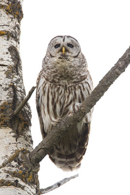 barred owl 062508IMG_0684