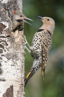 northern flickers 062508IMG_0275