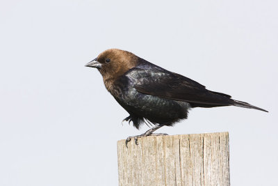 brown-headed cowbird 062708IMG_0141