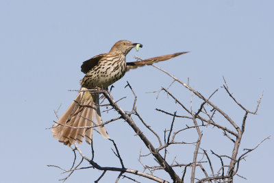 brown thrasher 062808IMG_1585