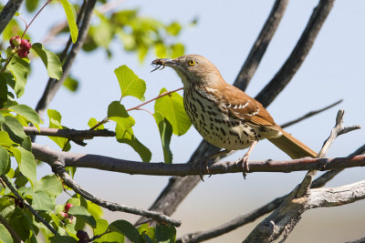 brown thrasher 062808IMG_1655
