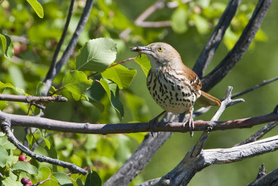 brown thrasher 062808IMG_1834