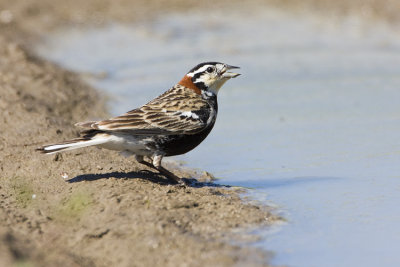chestnut-collared longspur 062808IMG_2232