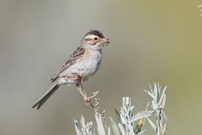 Clay-colored Sparrows