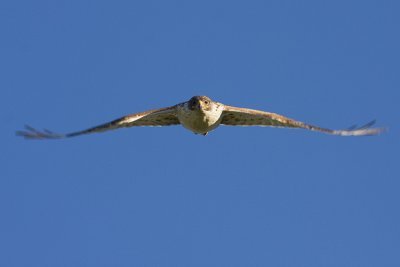 ferruginous hawk 062708IMG_0325