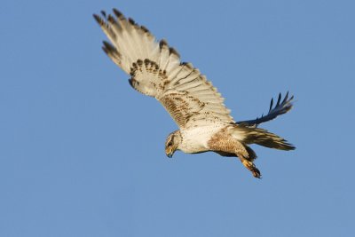 ferruginous hawk 062708IMG_0642