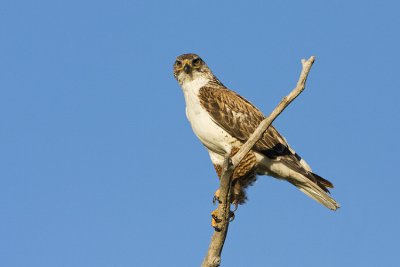ferruginous hawk 062708IMG_0673