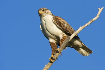 ferruginous hawk 062708IMG_0824