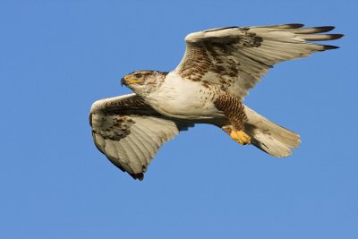 ferruginous hawk 062708IMG_0876